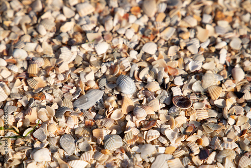 Canvastavla Close up background texture of crushed seashells covering a sandy beach shore