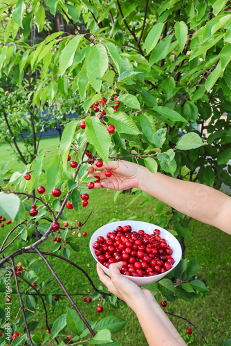 Fotografía A person's hand picks a ripe red cherry from a tree branch in a garden