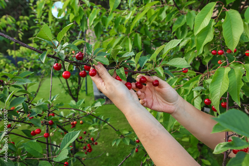 Quadro su tela A person's hand picks a ripe red cherry from a tree branch in a garden