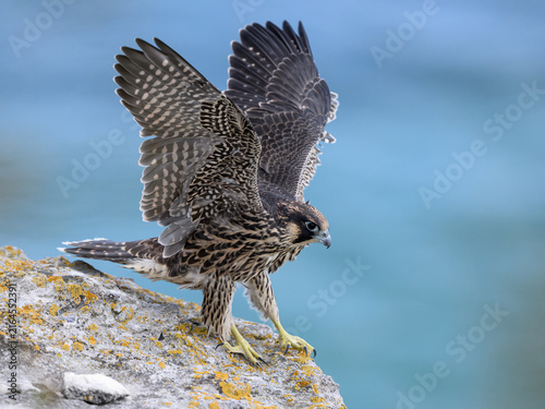 Peregrine falcon (Falco peregrinus) Juvenile