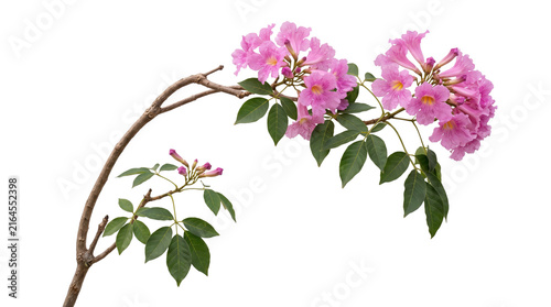 Branch of pink trumpet tree flowers with green leaves