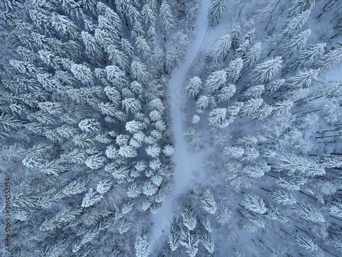 View from above of the fores full of snow in winter time. Carpathian Mountains, Romania