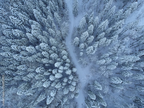 View from above of the fores full of snow in winter time. Carpathian Mountains, Romania