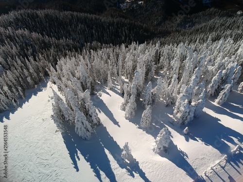 View from above of the fores full of snow in winter time. Carpathian Mountains, Romania