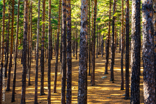 Canvas Print Pine forest in Burabay National Park