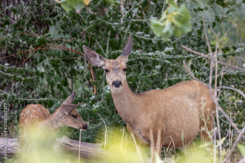 Obraz premium Mule Deer Doe and Fawn in Summer in Colorado