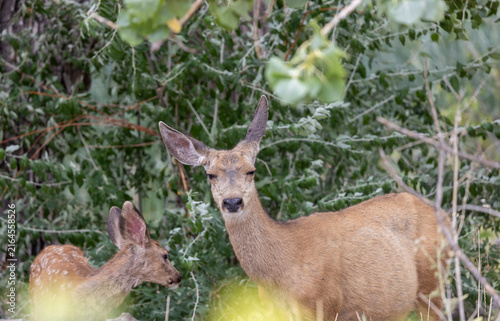 Mule Deer Doe and Fawn in Summer in Colorado