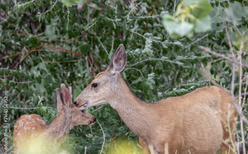 Mule Deer Doe and Fawn in Summer in Colorado