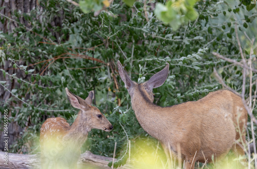 Mule Deer Doe and Fawn in Summer in Colorado
