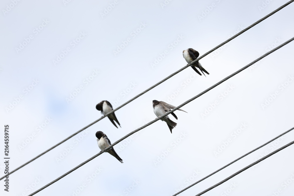 Obraz premium Flock of swallows perched on utility wires beneath drifting clouds