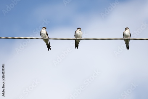 Obraz na plátně Three swallows perched together on overhead wires against a cloudy sky