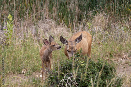 Mule Deer Doe and Fawn in Summer in Colorado