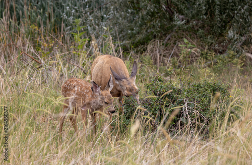 Mule Deer Doe and Fawn in Summer in Colorado