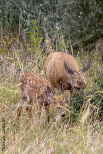 Mule Deer Doe and Fawn in Summer in Colorado