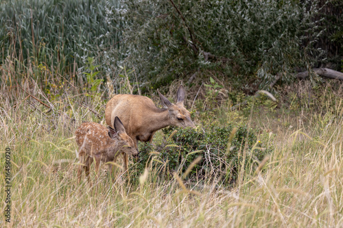 Mule Deer Doe and Fawn in Summer in Colorado