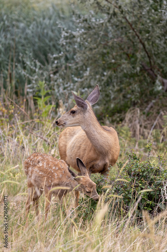 Mule Deer Doe and Fawn in Summer in Colorado