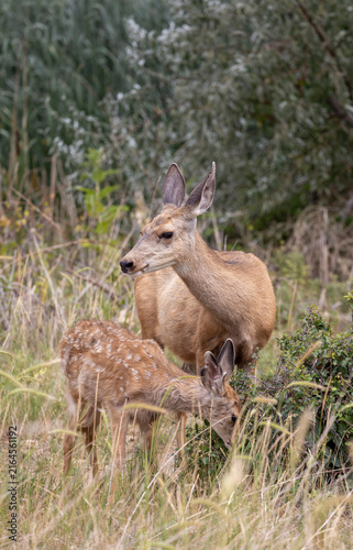 Mule Deer Doe and Fawn in Summer in Colorado