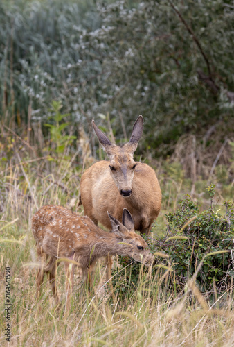 Mule Deer Doe and Fawn in Summer in Colorado