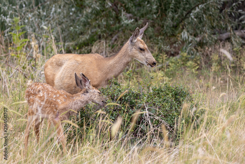 Mule Deer Doe and Fawn in Summer in Colorado