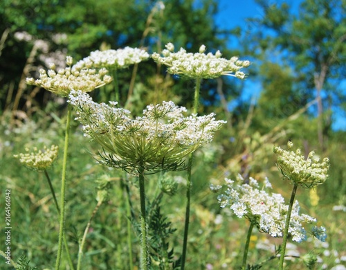 Cuadro en lienzo Wild carrot flowers blooming in summer meadow