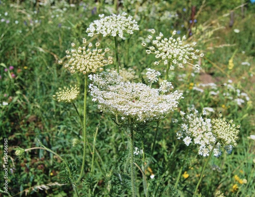 Cuadro en lienzo Wild carrot flowers blooming in summer meadow