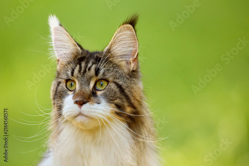 Brown and White Maine Coon Cat Walking in shadows of a Sunny Green Meadow