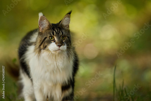 Brown and White Maine Coon Cat Walking in shadows of a Sunny Green Meadow