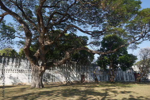 tree in Phra Narai Ratchaniwet, King Narai's Palace, Lopburi, Thailand