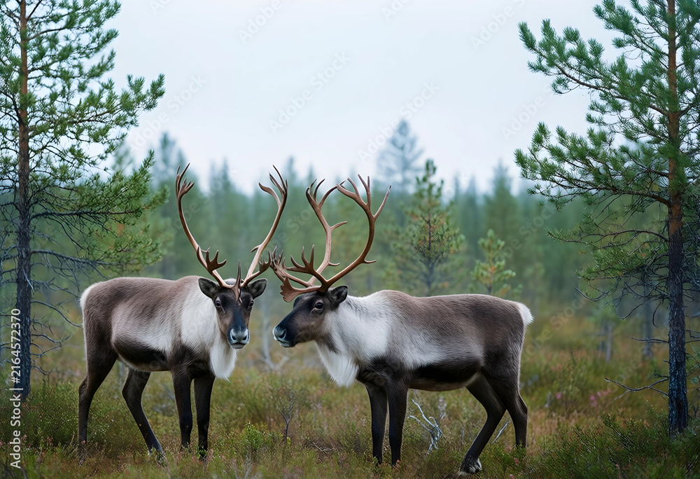 Naklejka premium Wild reindeer in natural habitat, arctic wildlife and boreal forest ecosystem, caribou in northern wilderness landscape