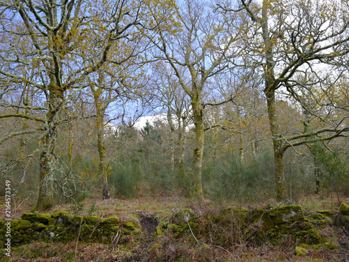Bare trees covered in moss and lichen in northern Portugal. A characteristic of very humid climates.