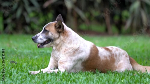 A beautiful dog relaxing peacefully on fresh green grass, captured in stunning 4K detail.
