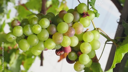 Plump translucent green grapes hang from the vine rich in vitamins and powerful antioxidants these grapes support heart health and hydration.