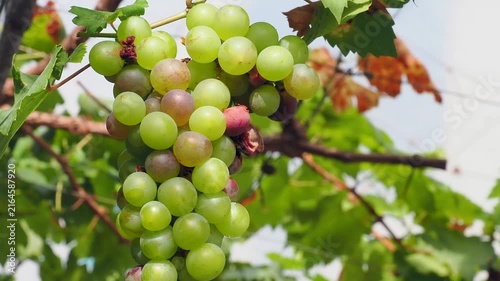 Plump translucent green grapes hang from the vine rich in vitamins and powerful antioxidants these grapes support heart health and hydration.