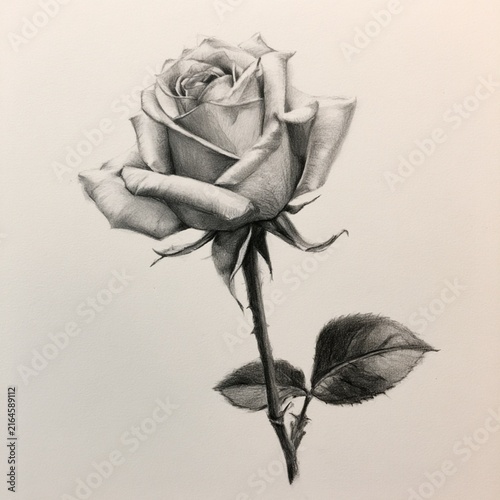 single rose, pencil sketch