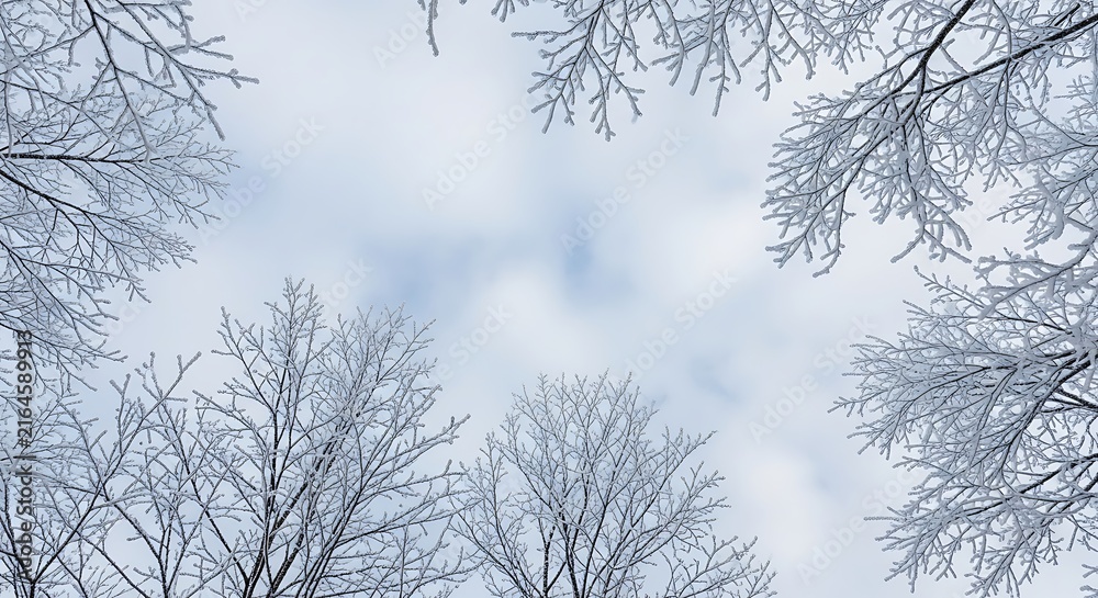 Obraz premium Gazing skyward through a serene canopy of frost-kissed winter tree branches against a soft, cloud-filled firmament, evoking a peaceful natural beauty