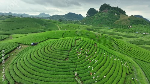 Drone footage shows workers harvesting tea across vibrant green plantation rows in the rolling hills of Moc Chau, Son La, Vietnam.