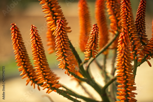Konstfotografi Close up of bright orange aloe arborescens flower spikes blooming outdoors on bl