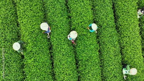Drone footage shows workers handpicking fresh tea leaves among vivid green rows at the scenic Moc Chau tea plantation in Son La, Vietnam.