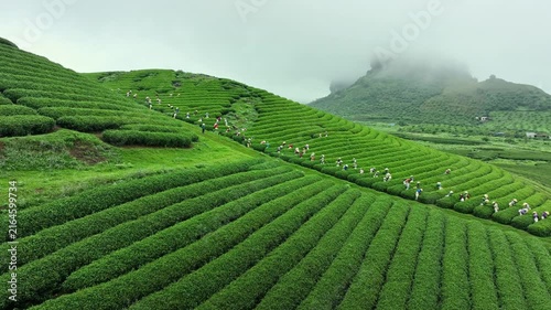 Aerial view of workers harvesting tea across vibrant terraced fields in Moc Chau, Son La, Vietnam, surrounded by misty mountain scenery.