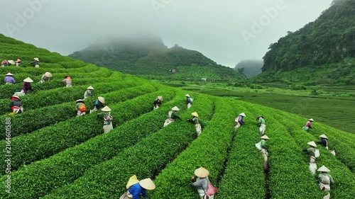 Workers in conical hats harvest fresh tea leaves across lush green rows at a misty tea plantation in Moc Chau, Son La, Vietnam.