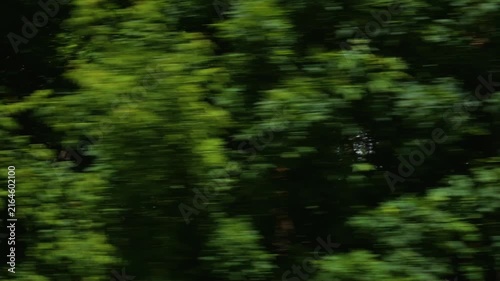 Tall green trees and dense foliage move quickly past as seen from a moving vehicle. Motion blur