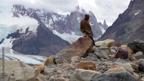 Cerro Torre's Guardian: A Close-Up of a Caracara Bird on a Rocky Promontory with the Famous Sharp Mountain Spire of Patagonia Visible under a Cloudy Sky