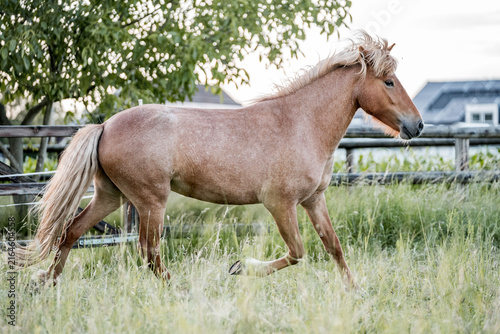Konstfotografi Light palomino pony trotting in a grassy paddock beside a wooden fence on a rura