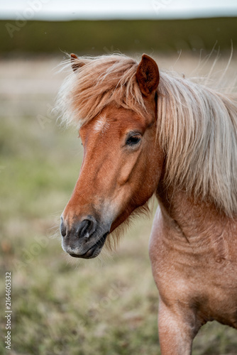 Obraz na płótnie Close-up portrait of a chestnut horse with a light flaxen mane standing in a gra