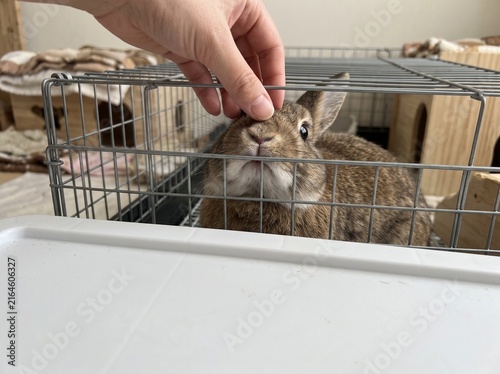 Human hand gently petting a cute brown rabbit through the wire bars of an indoor pet enclosure.