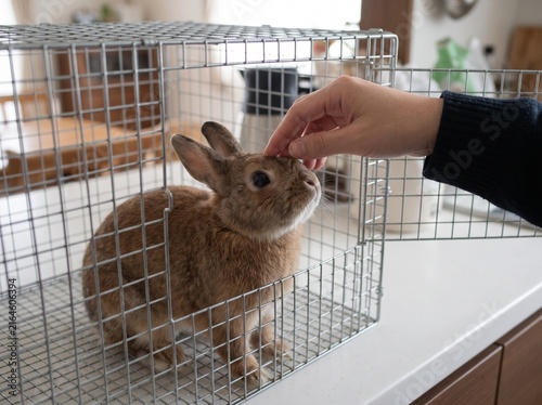 Human hand gently petting a cute brown rabbit through the wire bars of an indoor pet enclosure.