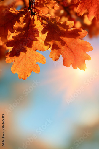 Golden Oak Leaves Hanging on a Branch Against a Bright Blue Autumn Sky
