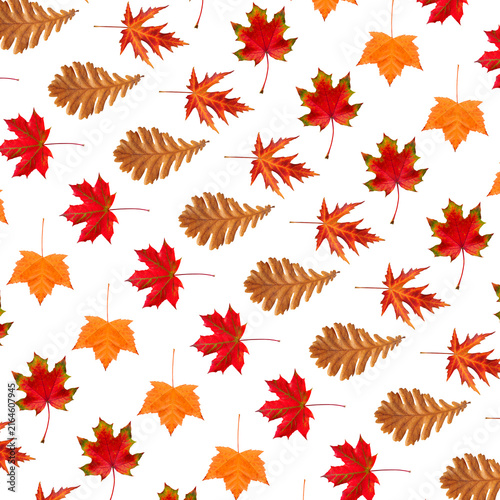Vibrant autumn leaves and maple foliage arranged in a  fall pattern on white.