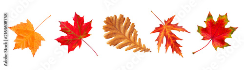 Bright autumn leaves: maple and oak foliage isolated on white background