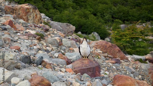 A Sharp Image of a Caracara Bird, Falcon Family, Standing on a Rock in the Chilean Andes with a Blurry Lenga Forest and Scree Slope behind it